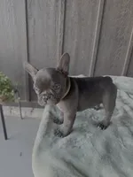Sapphire - AKC , a female French Bulldog for sale in Odessa, TX – 1 of 3