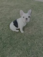 Bessie - AKC Pied , a female French Bulldog for sale in Odessa, TX – 2 of 6