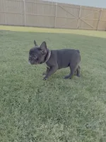Sapphire - AKC , a female French Bulldog for sale in Odessa, TX – 3 of 3