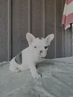 Bessie - AKC Pied , a female French Bulldog for sale in Odessa, TX – 2 of 3