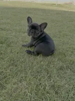 Onyx - AKC Brindle , a female French Bulldog for sale in Odessa, TX – 2 of 5