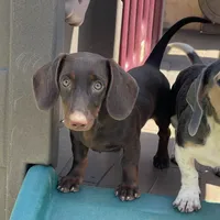 Mocha, a female Dachshund for sale in York, PA – 2 of 5