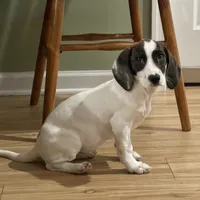 Tilly, a female Basset Hound and Beagle for sale in York, PA – 3 of 5