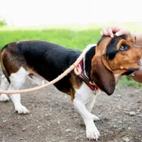Sully, a male Basset Hound and Beagle for sale in York, PA – 2 of 3