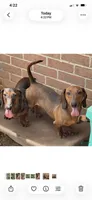 Greta, a female Dachshund for sale in York, PA – 2 of 2