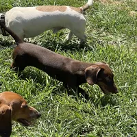 Mocha, a female Dachshund for sale in York, PA – 5 of 5