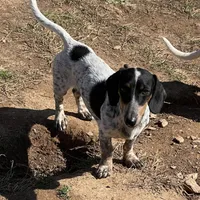 Dudley, a male Dachshund for sale in York, PA – Photo 2 of 3