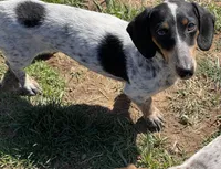Dudley, a male Dachshund for sale in York, PA – Photo 3 of 3