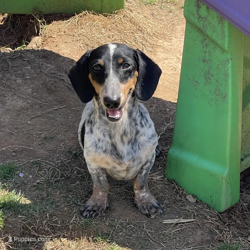 Dudley – Dachshund puppy for sale in York, PA