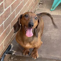 Greta, a female Dachshund for sale in York, PA – 6 of 6