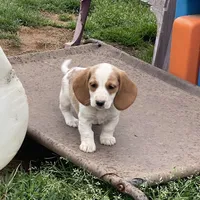 Poppy, a female Dachshund for sale in York, PA – 2 of 3