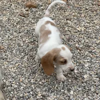 Posy, a female Dachshund for sale in York, PA – 4 of 4