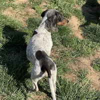 Dixon, a male Dachshund for sale in York, PA – Photo 6 of 6