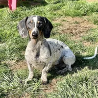 Dixon, a male Dachshund for sale in York, PA – Photo 2 of 6