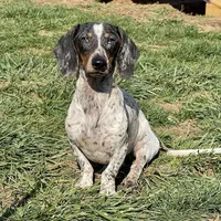 Dixon, a male Dachshund for sale in York, PA – Photo 3 of 6