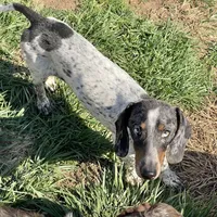 Dixon, a male Dachshund for sale in York, PA – Photo 4 of 6