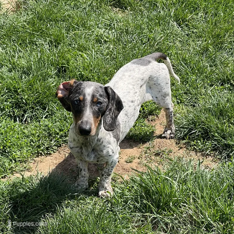Dixon – Dachshund puppy for sale in York, PA