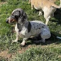 Dixon, a male Dachshund for sale in York, PA – Photo 5 of 6