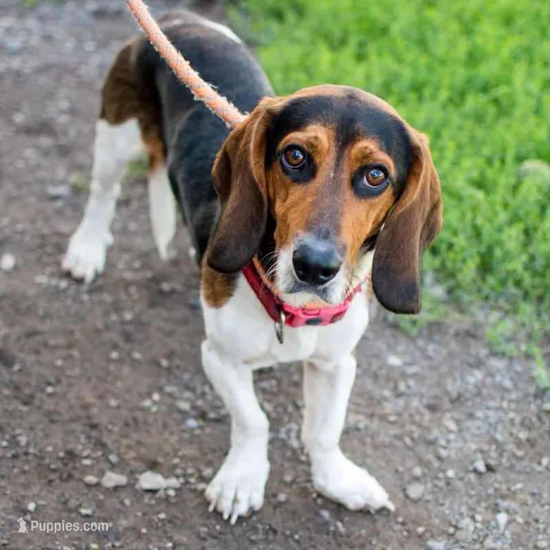 Sully – Basset Hound, Beagle puppy for sale in York, PA