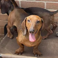 Greta, a female Dachshund for sale in York, PA – 2 of 6
