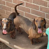 Greta, a female Dachshund for sale in York, PA – 4 of 6