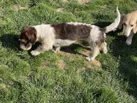 Tater, a male Miniature Dachshund for sale in York, PA – Photo 2 of 2