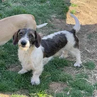 Tater, a male Miniature Dachshund for sale in York, PA – Photo 1 of 2