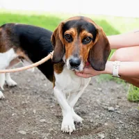 Sully, a male Basset Hound and Beagle for sale in York, PA – 3 of 3