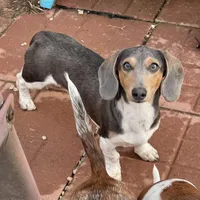 Murphy, a male Dachshund for sale in York, PA – Photo 2 of 4