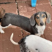 Murphy, a male Dachshund for sale in York, PA – Photo 3 of 4