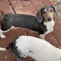 Murphy, a male Dachshund for sale in York, PA – Photo 4 of 4