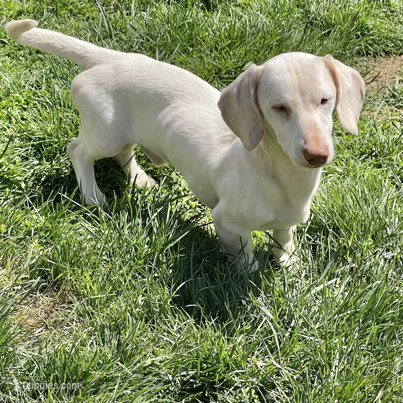 Ralph – Dachshund puppy for sale in York, PA