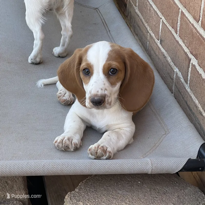 Poppy – Dachshund puppy for sale in York, PA