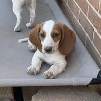 Poppy, a female Dachshund for sale in York, PA – 1 of 1