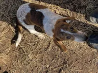 Ranger, a male Dachshund for sale in York, PA – Photo 7 of 7