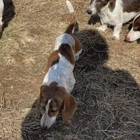 Ranger, a male Dachshund for sale in York, PA – Photo 6 of 7