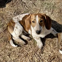 Ranger, a male Dachshund for sale in York, PA – Photo 2 of 7
