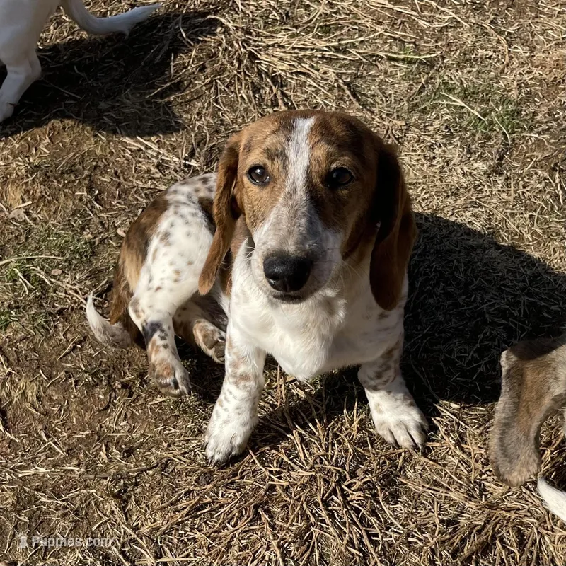 Ranger – Dachshund puppy on hold in York, PA
