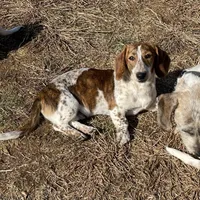 Ranger, a male Dachshund for sale in York, PA – Photo 3 of 7