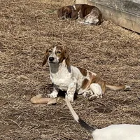Ranger, a male Dachshund for sale in York, PA – Photo 5 of 7