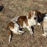 Ranger, a male Dachshund for sale in York, PA – Photo 4 of 7