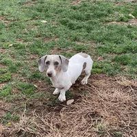 Kobe, a male Miniature Dachshund for sale in York, PA – 5 of 5