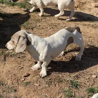 Kobe, a male Miniature Dachshund for sale in York, PA – 2 of 5