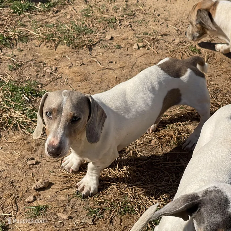 Kobe – Miniature Dachshund puppy for sale in York, PA