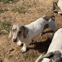 Kobe, a male Miniature Dachshund for sale in York, PA – 1 of 5