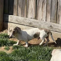 Kobe, a male Miniature Dachshund for sale in York, PA – 3 of 5