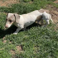 Kobe, a male Miniature Dachshund for sale in York, PA – 4 of 5