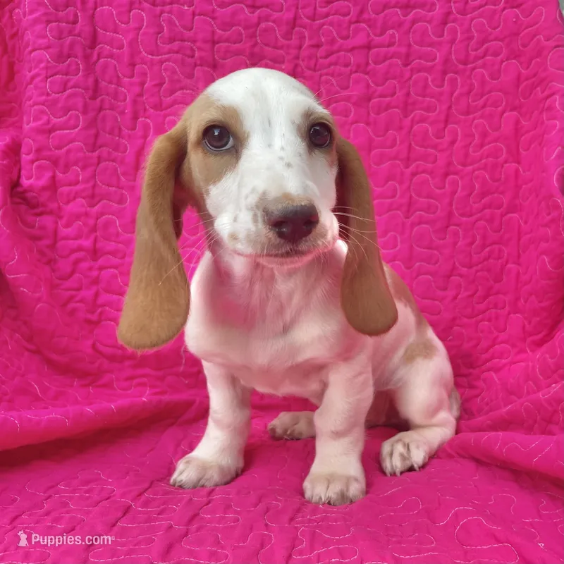 Posy -standard – Dachshund puppy for sale in York, PA