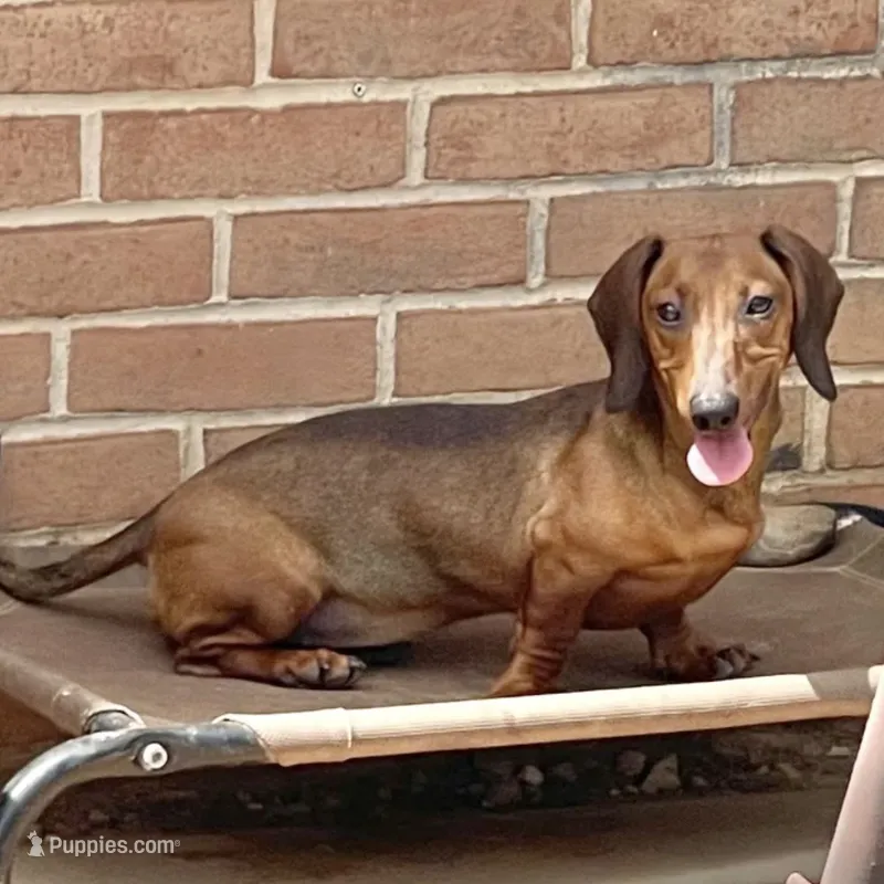 Greta – Miniature Dachshund puppy for sale in York, PA