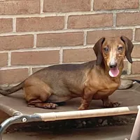 Greta, a female Miniature Dachshund for sale in York, PA – 1 of 1